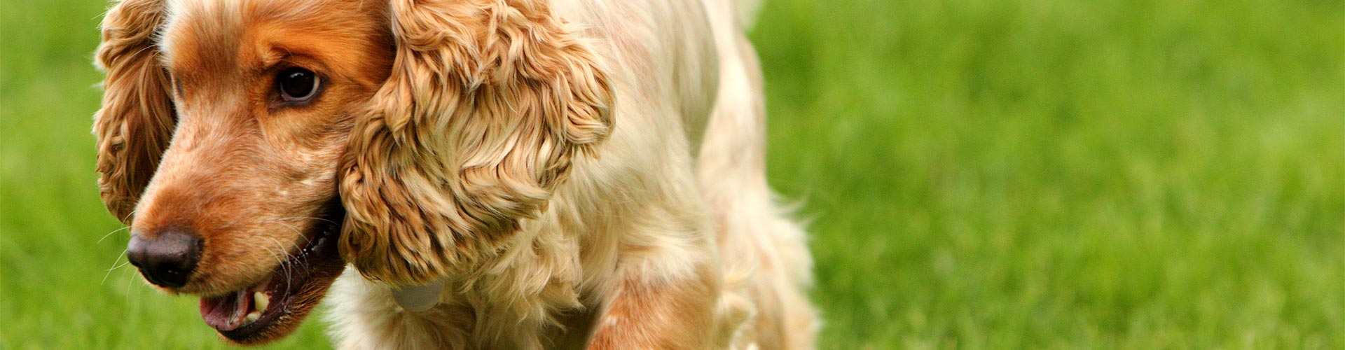 Casas rurales que admiten perros en Lopera