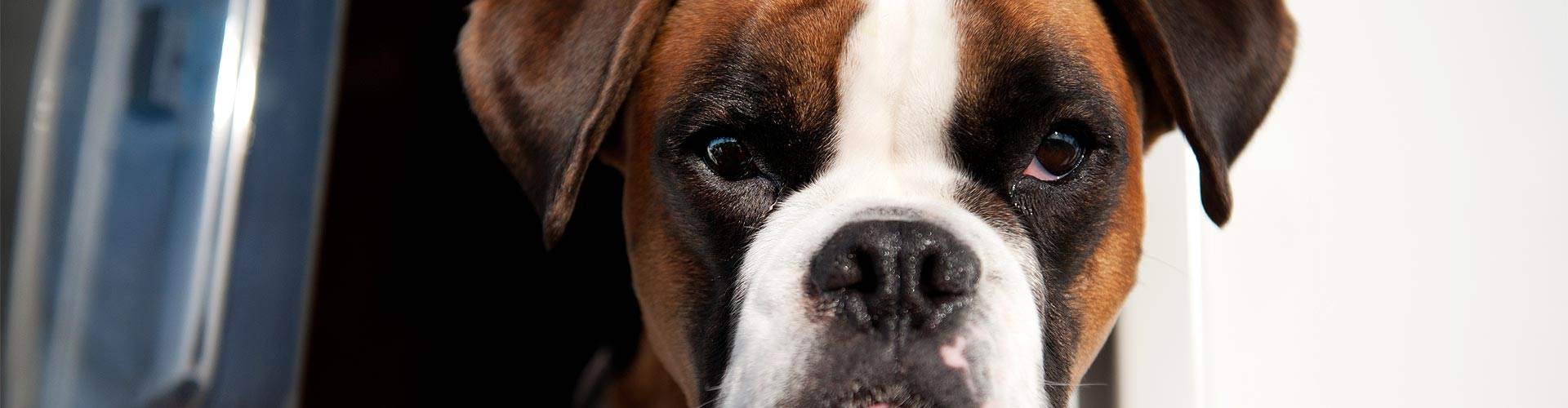 Casas rurales que admiten perros en Avión