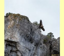 Cañon del Rio Lobos