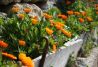 Jardines naturales en el Boixar